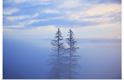 Trees In The Fog, Oregon Cascades, Oregon