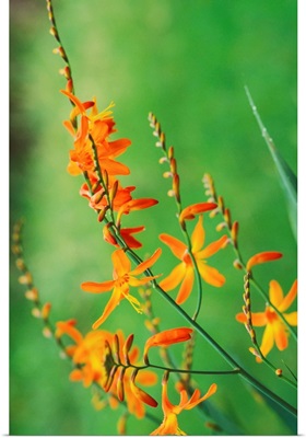 Tritonia Crocosmiflora Flowers, Growing In The Wild, Blurry Green Background