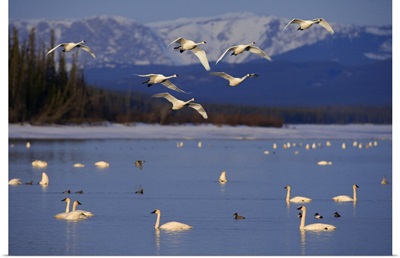 Trumpeter And Tundra Swans Rest At Marsh Lake, Yukon Territory, Canada