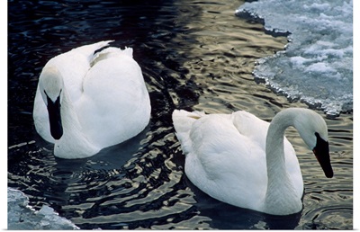 Trumpeter Swans Swim in Ice Covered Pond Alaska