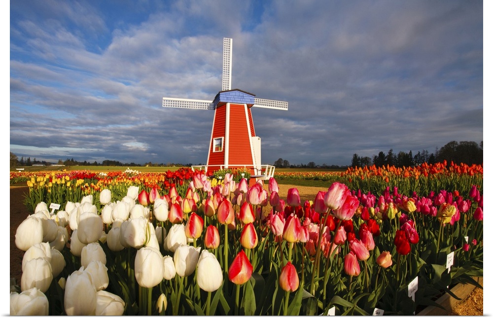 Tulips close-up in the foreground and a windmill on Wooden Shoe Tulip Farm, Woodburn, Oregon, United States of America
