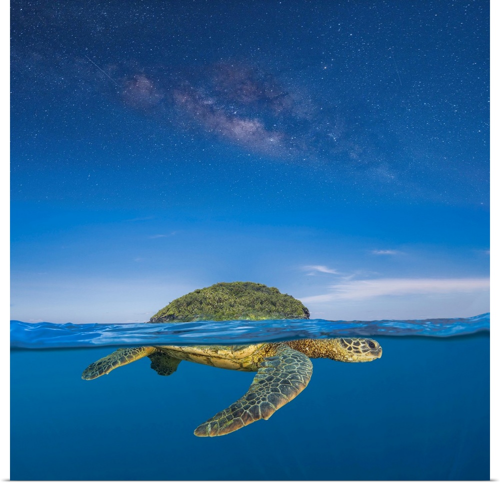 Turtle island is the name for the lands now known as north and central America. It is a name used by some indigenous peopl...