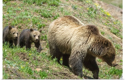 Twin Grizzly Bear Cubs Follow Their Mother In Yellowstone National Park, Wyoming