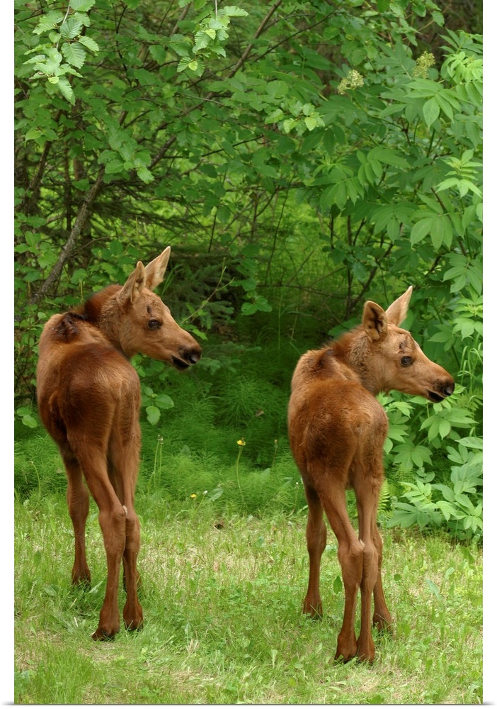 Twin Moose Calves In Backyard Alaska, Anchorage