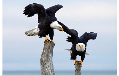 Two Bald Eagles perched on driftwood near Homer, Alaska, Kenai Peninsula, Winter