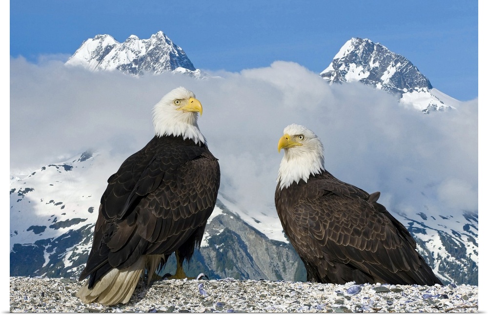 A nature photograph of two birds of prey captured very close up and in front of two enormous snow covered mountain peaks.