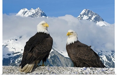Two Bald Eagles perched on the beach in Lituya Bay