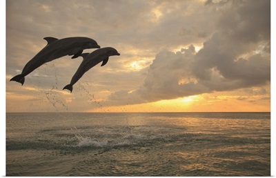 Two Bottlenose Dolphins (Tursiops Truncatus) Jumping At Sunset, Roatan, Honduras