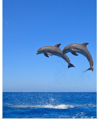 Two Bottlenose Dolphins (Tursiops Truncatus) Jumping In The Sea, Roatan, Honduras