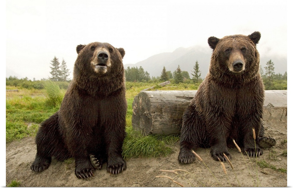 Two Brown bears sitting near log at the Alaska Wildlife Conservation Center, Southcentral Alaska