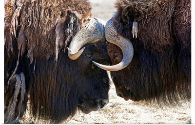 Two Bull Musk-Oxen Standing Face To Face, Southcentral Alaska