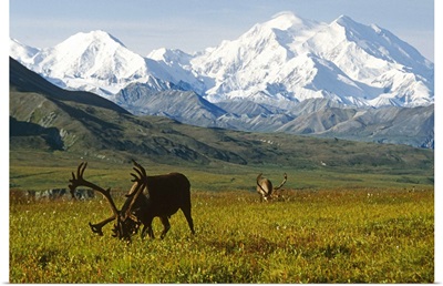 Two caribou feeding on tundra with Mt. McKinley and Alaska range in the background