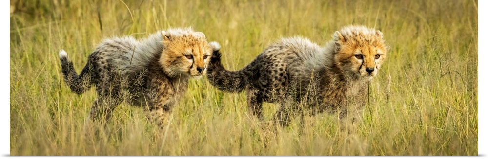 Panorama of two cheetah cubs (acinonyx jubatus) walking together, Grumeti Serengeti tented camp, Serengeti national park, ...