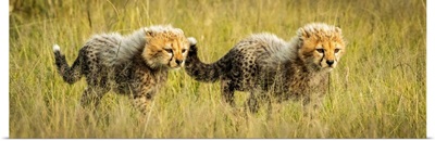 Two Cheetah Cubs Walking, Grumeti Serengeti Camp, Serengeti National Park, Tanzania