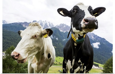 Two Dairy Cows In An Alpine Meadow, San Candido, Bolzano, Italy