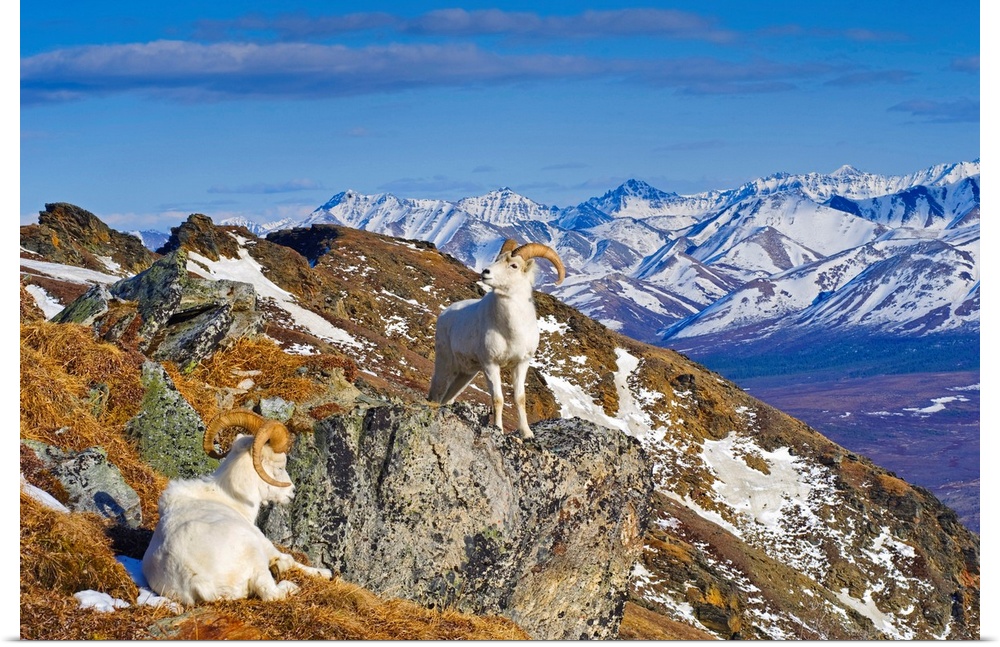 Two Dall sheep rams resting on a ridge in Denali National Park, Alaska