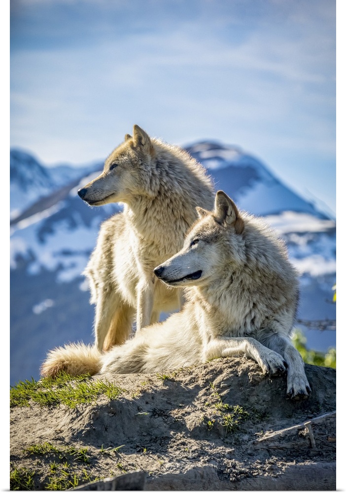 Two female Gray wolves (Canis lupus) looking out with a mountain in the background, Alaska Wildlife Conservation Center; P...