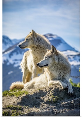 Two Female Gray Wolves, Alaska Wildlife Conservation Center, Portage, Alaska