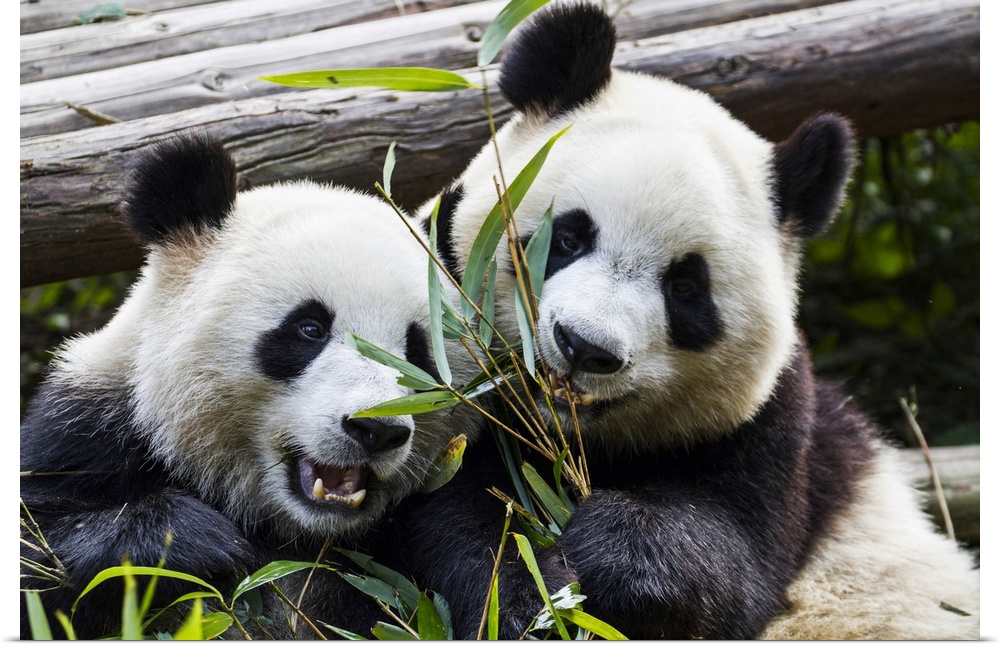 Two giant pandas at the Panda Research Center; Chengdu, China.