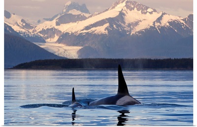 Two Killer whales surface in Lynn Canal at sunset