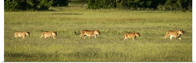 Two Lionesses And Three Cubs, Serengeti National Park, Tanzania