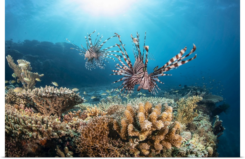Two Lionfish (Pterois volitans) search over hard coral for a meal at the edge of a drop off; Philippines.