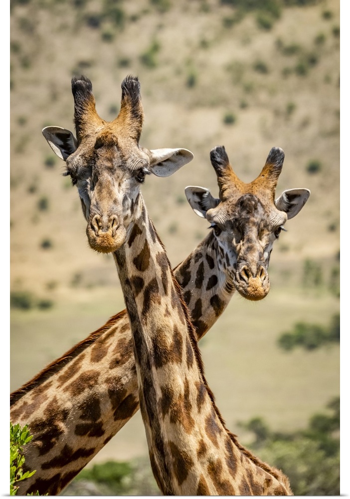 Close-up of two Masai giraffe (Giraffa camelopardalis tippelskirchii) crossing necks, Serengeti; Tanzania