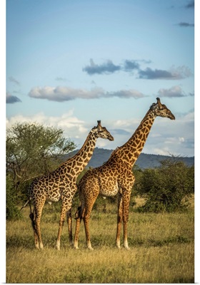 Two Masai Giraffe, Serengeti National Park, Tanzania