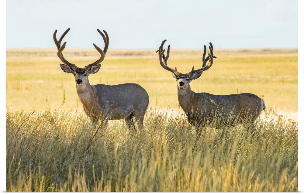 Two Mule deer bucks (Odocoileus hemionus) standing in a grass field; Steamboat Springs, Colorado, United States of America