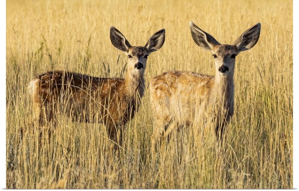 Two Mule deer fawns (Odocoileus hemionus) standing in golden grass; Steamboat Springs, Colorado, United States of America