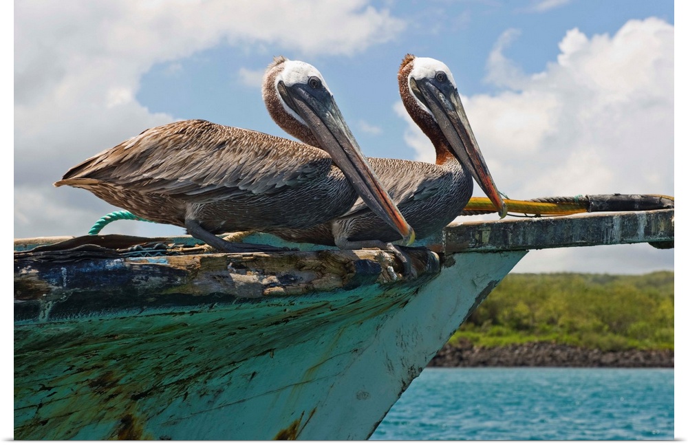 Two Pelicans On A Derelict Boat In The Harbor, Galapagos Islands, Ecuador