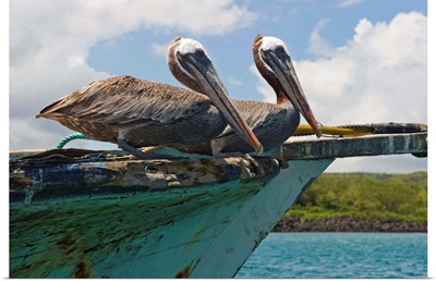 Two Pelicans On A Derelict Boat In The Harbor, Galapagos Islands, Ecuador