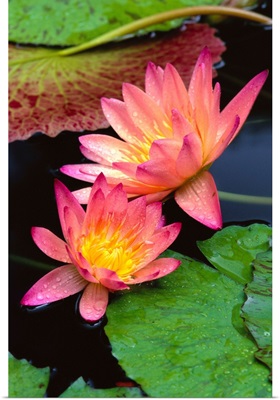 Two Pink Water Lily Flowers, Lily Pads