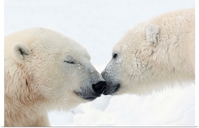 Two Polar Bears Touching Noses Or Kissing; Churchill, Manitoba, Canada