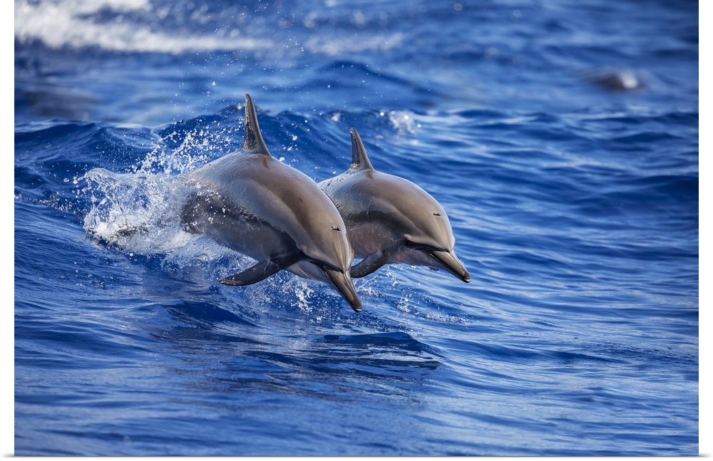 Two Spinner dolphins (Stenella longirostris) off the island of Lanai; Lanai, Hawaii, United States of America