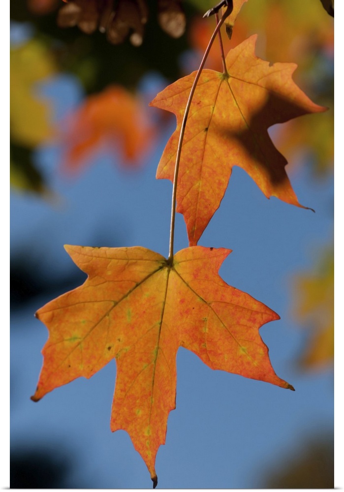 Closeup of two sugar maple leaves in autumn colors. Concord , Minuteman National Historical Park, Massachusetts