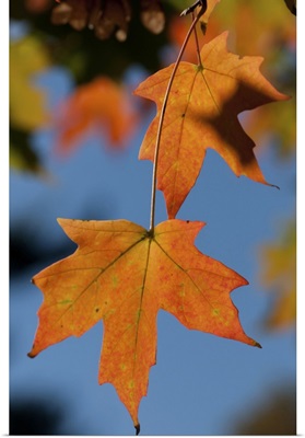 Two Sugar Maple Leaves In Autumn, Minuteman National Historical Park, Massachusetts