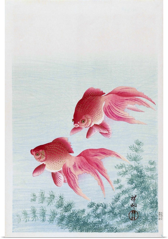 Two Veiled Goldfish, by Japanese artist Ohara Koson, 1877 - 1945.  Ohara Koson was part of the shin-hanga, or new prints m...