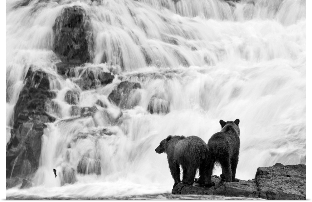 Two young brown bears brown bears fish for salmon at the base of a waterfall in southeast Alaska's Tongass National Forest...
