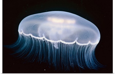 Underwater View Of A Moon Jellyfish, British Columbia, Canada