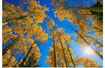 Upward View Of Trees In Autumn