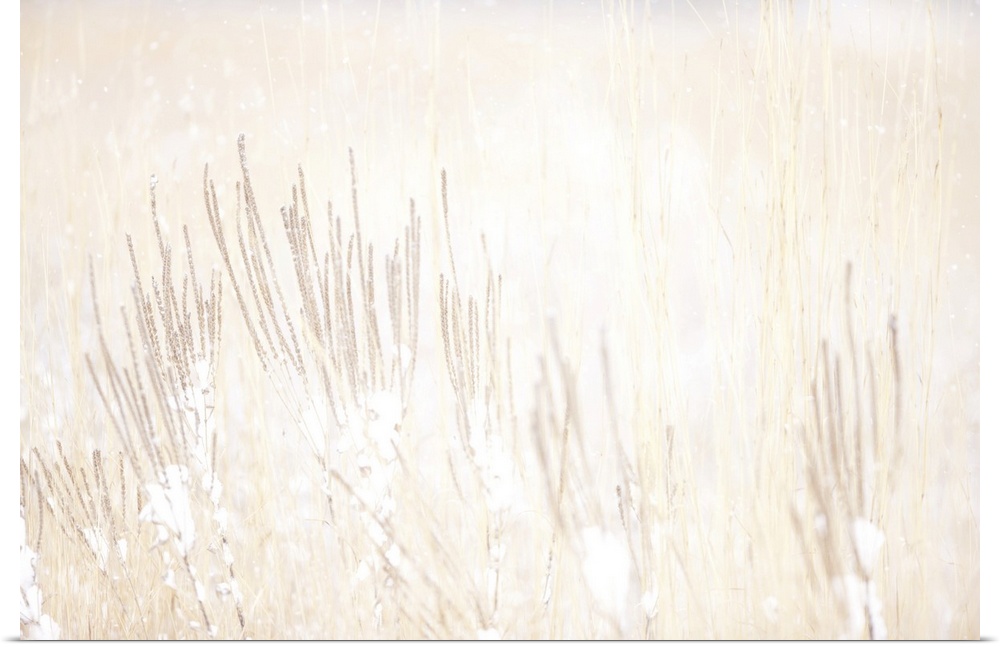 Vervain and prairie grasses in smith prairie in a snowstorm, Hubbard County, Minnesota, united states of America.