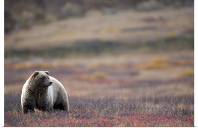 View of a Grizzly Bear standing in the fall tundra Denali National Park