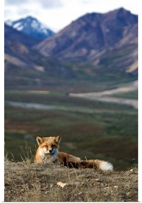 View of a Red fox resting near Polychrome Pass Denali National Park
