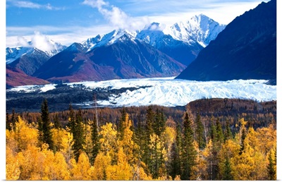 View of Matanuska Glacier with golden autumnal Aspen trees in the foreground