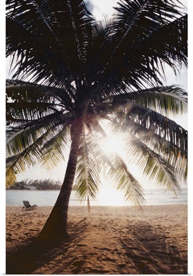 View Of Ocean And Beach Through Palm Tree, Caribbean