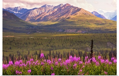 View of the Chugach Mountains with fireweed in the foreground along the Glenn Highway