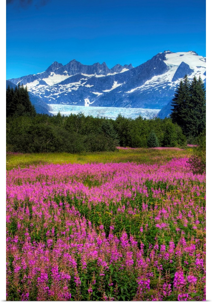 View Of The Mendenhall Glacier With A Field Of Fireweed In The Foreground, Alaska
