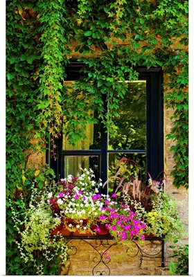 Vines Growing On A Wall And Flowers In A Window Box, Quebec City, Quebec, Canada