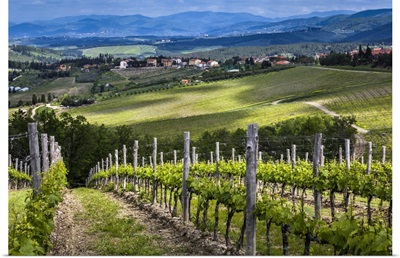 Vineyard, Chianti, Tuscany, Italy